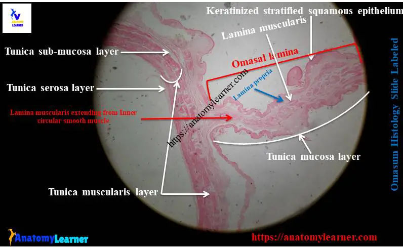Omasum histology slide labeled