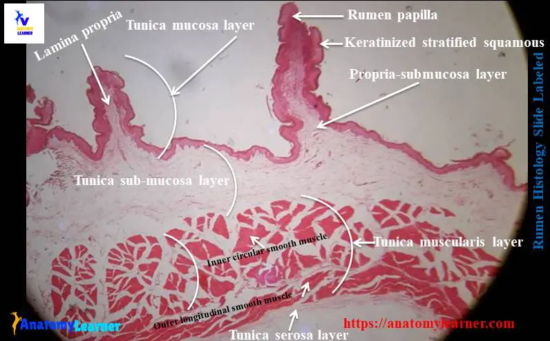 Rumen histology slide labeled