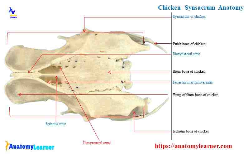 Synsacrum of chicken anatomy