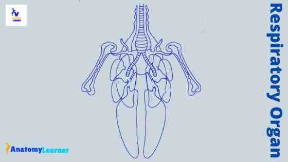 Bird respiratory system organ anatomy labeled diagram