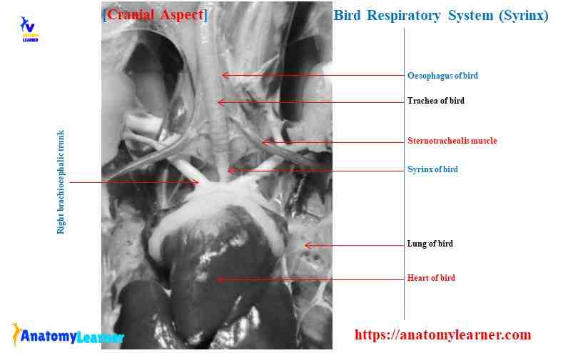 Bird respiratory system syrinx anatomy