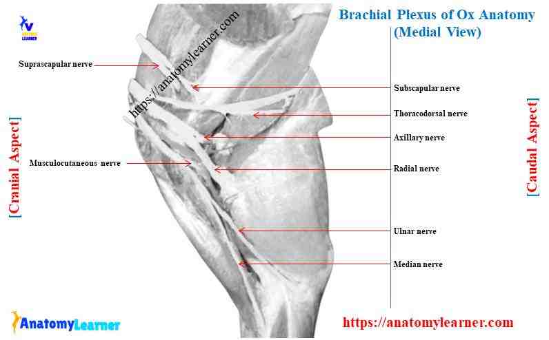 Brachial plexus of ox anatomy