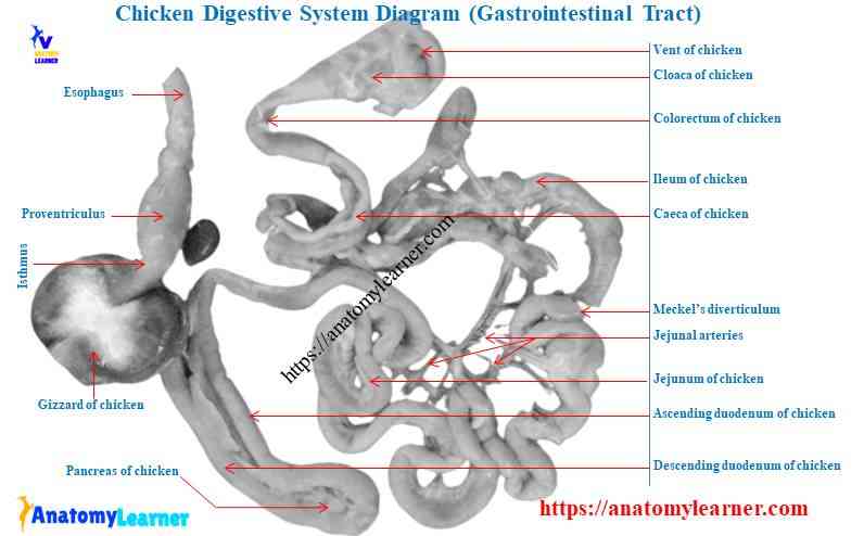 Chicken digestive system anatomy diagram