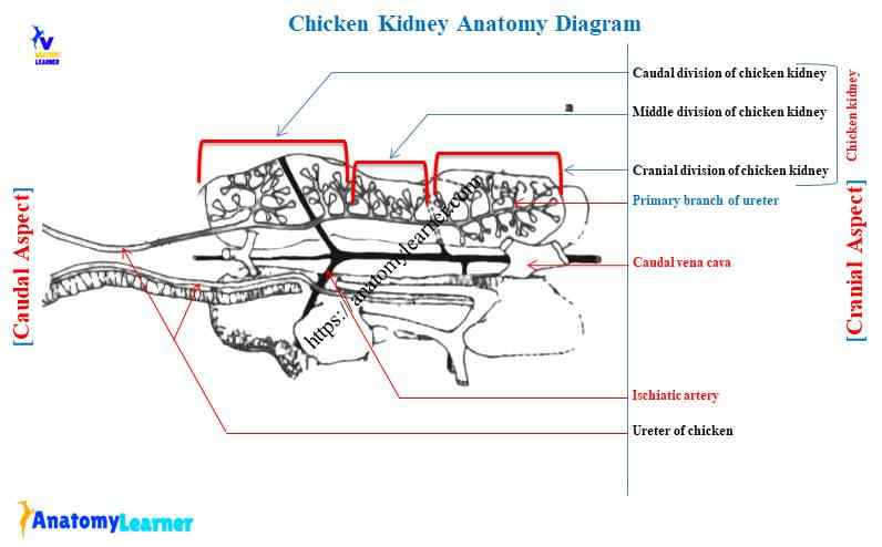 Chicken kidney anatomy diagram