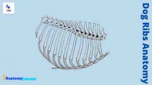 How Many Ribs do Dogs Have - Dog Rib Cage Anatomy » AnatomyLearner ...