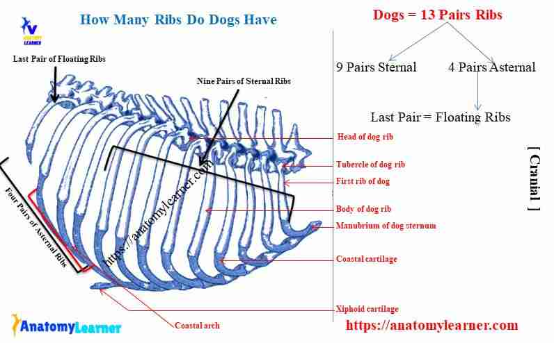 How many ribs do dogs have - dog rib cage anatomy