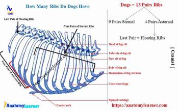how many floating ribs does a dog have