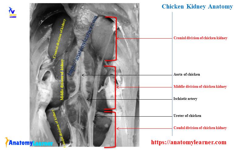 Chicken kidney anatomy