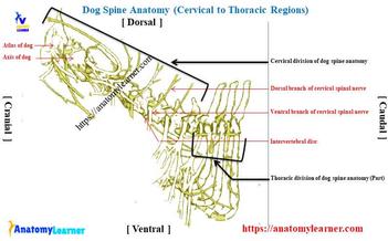 where does a dogs spinal cord end