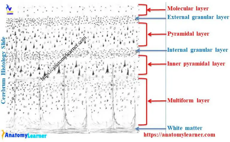 Cerebrum Histology - 6 Different Layers with Labeled Diagram ...