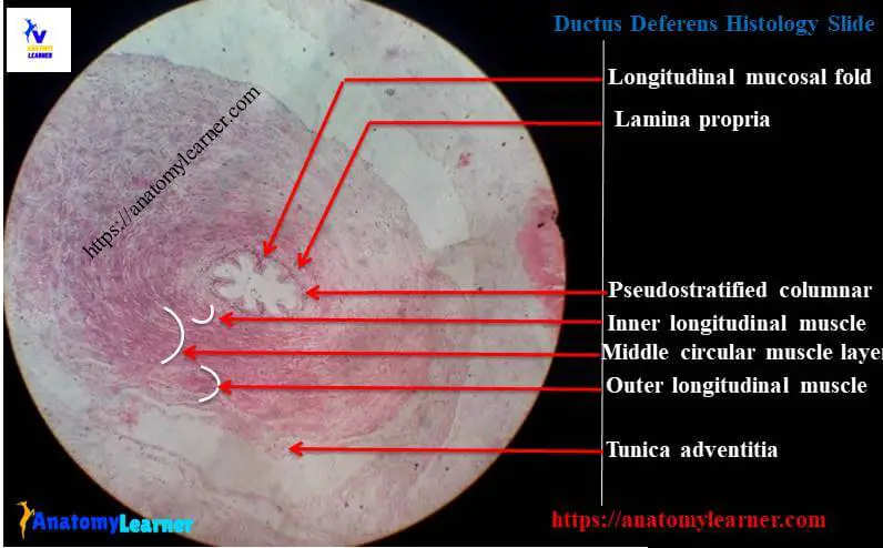 Ductus deferens histology slide