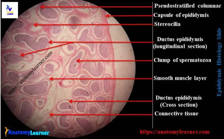 Epididymis Histology Slide and Identification Points with Labeled ...