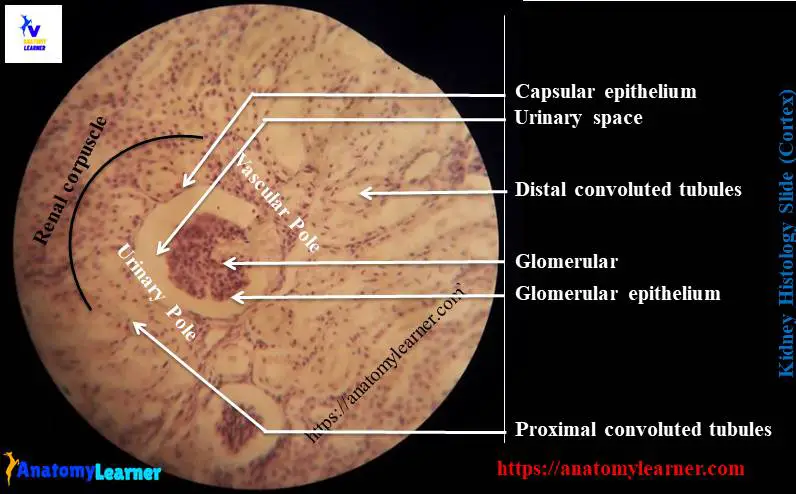 Kidney histology slide - renal corpuscle