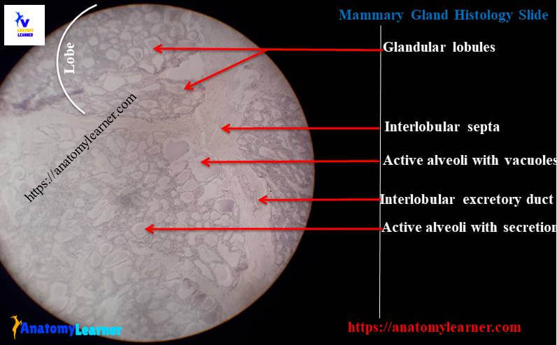 Mammary gland histology slide