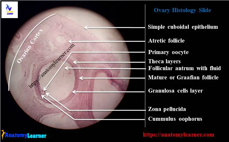 Ovary histology slide