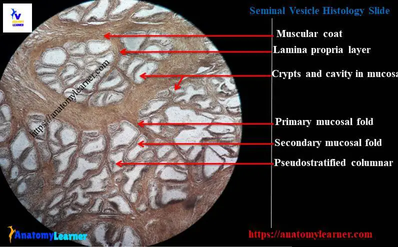 Seminal vesicle histology slide