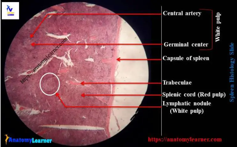 Spleen Histology - White Pulp and Red Pulp Histology with Labeled ...