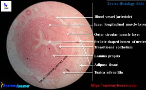 Ureter Histology - Complete Guide to Learn Layers of Ureters with ...