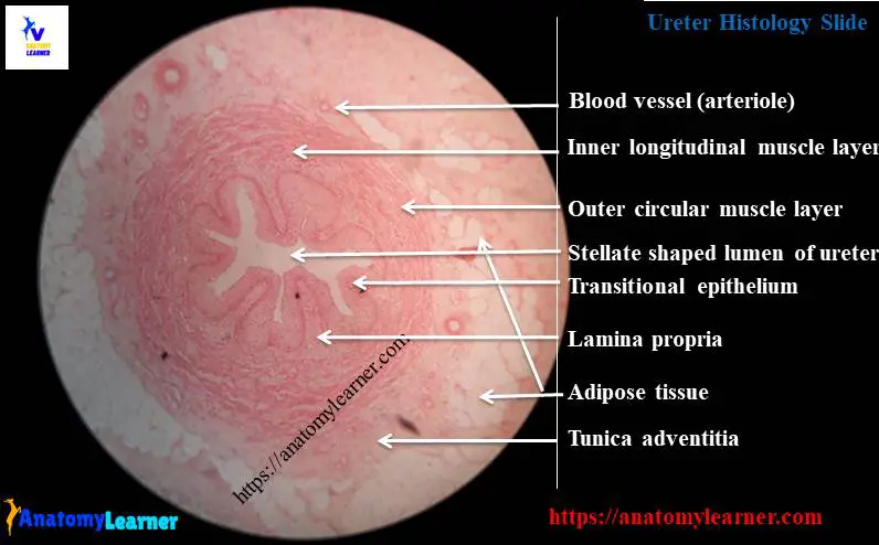 Ureter histology slide