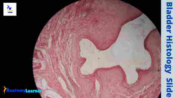 Urinary bladder histology slide images