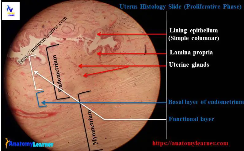 Uterus histology slide proliferative phase
