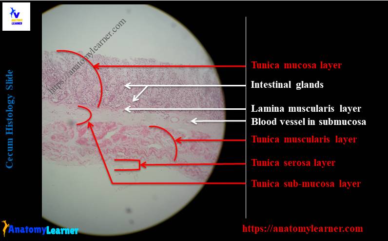 Cecum histology slide