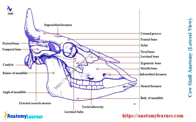 Cow skull anatomy