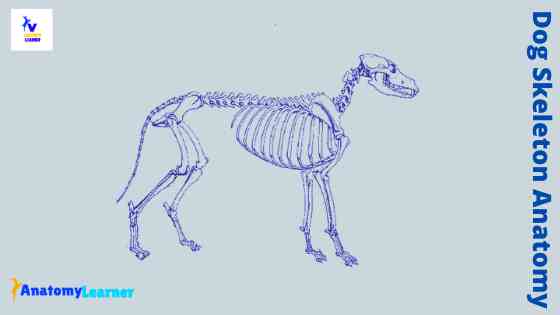 Dog skeleton anatomy