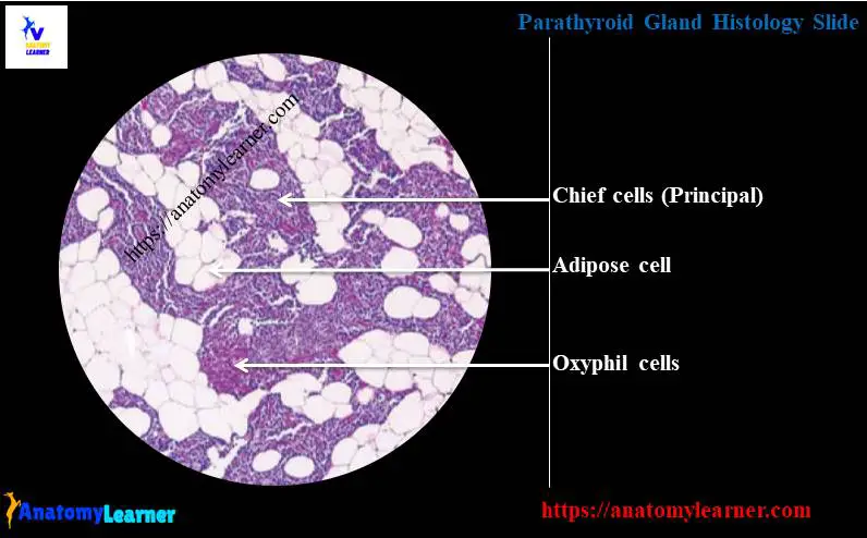Parathyroid gland histology slide labeled