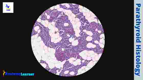 Parathyroid gland histology slide