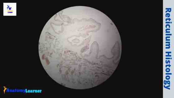 Ruminant reticulum histology slide