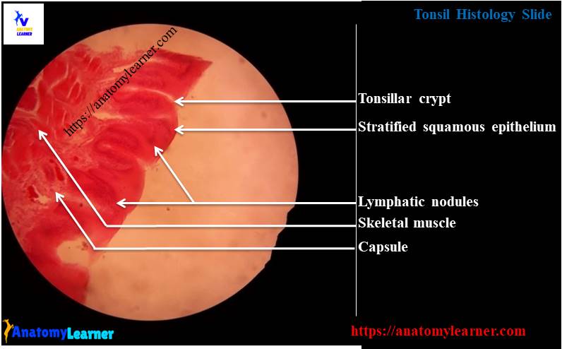 Tonsil histology slide