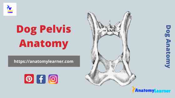 Dog pelvis anatomy