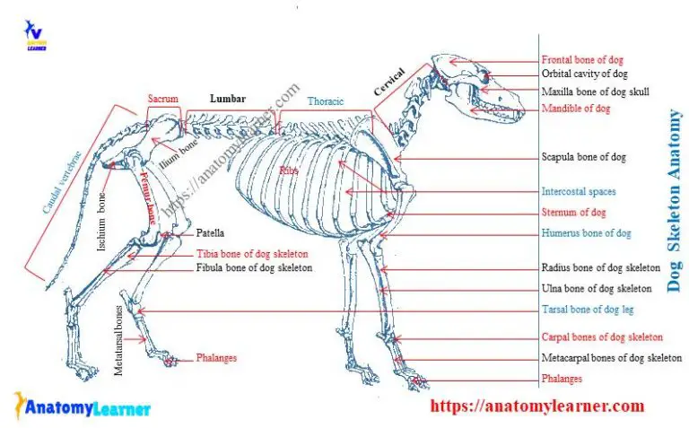 Dog Skeleton Anatomy with Labeled Diagram » AnatomyLearner >> The Place ...