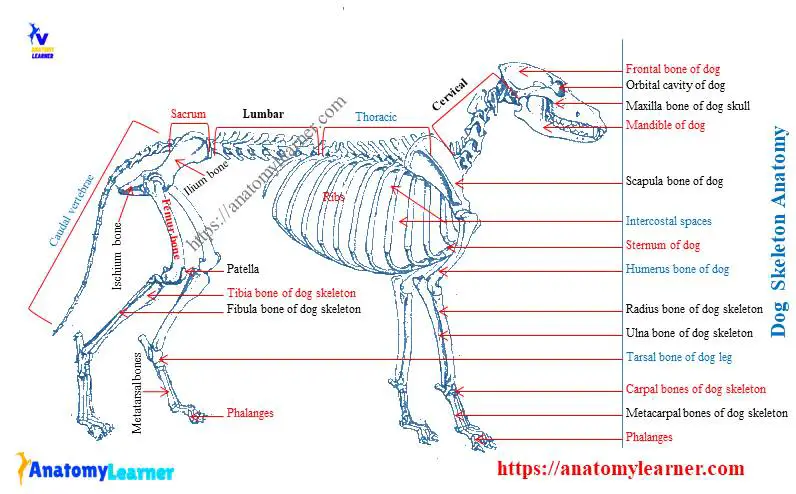 Dog skeleton anatomy