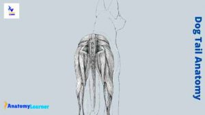 Dog Tail Anatomy - Bone, Muscle, and Median Caudal Artery with Labeled ...