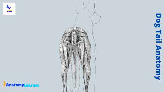 Dog tail anatomy bone and muscle