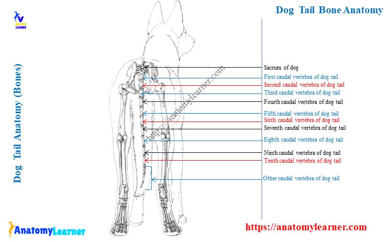 Dog tail bone anatomy