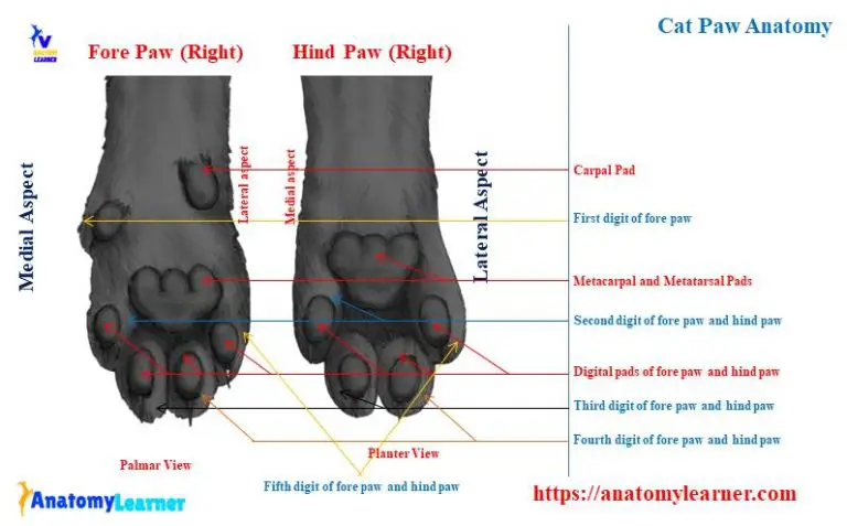 Cat Paw Anatomy - Bone, Muscle, and Digital Pad » AnatomyLearner >> The ...