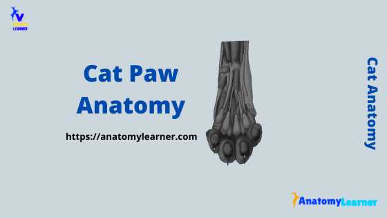 cat paw structure