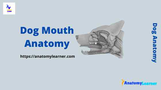 Dog mouth anatomy