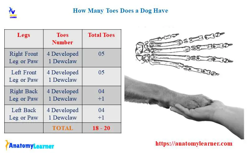 How many toes does a dog have and how