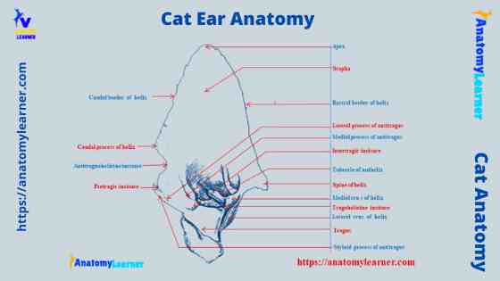 Cat ear anatomy (diagram)