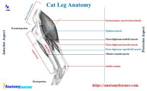 Cat Leg Anatomy with Diagram - Bones, Muscles, and Nerves ...