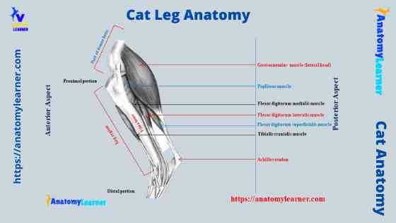 Cat leg anatomy diagram (hind)