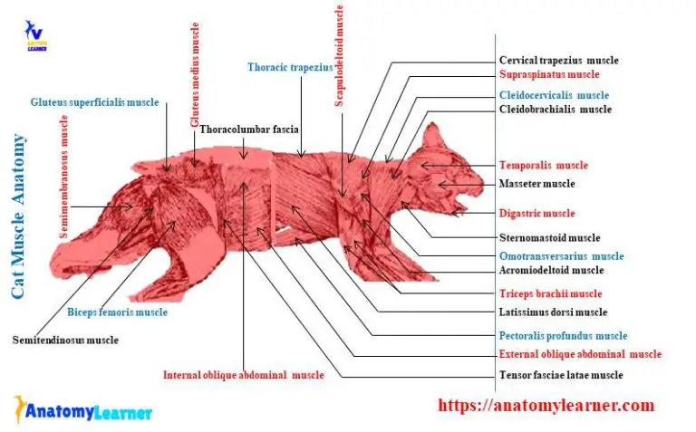 Cat Muscle Anatomy with Labeled Diagram » AnatomyLearner >> The Place ...