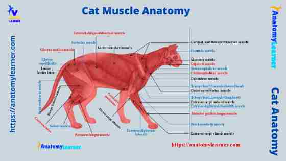 Cat muscle anatomy diagrams