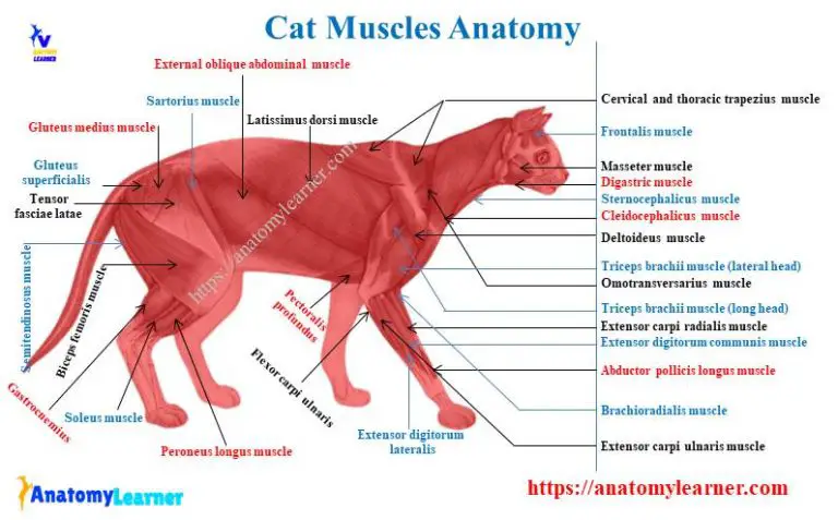 Cat Muscle Anatomy With Labeled Diagram Anatomylearner The Place