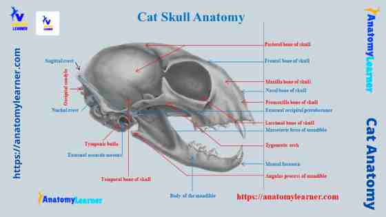 Cat skull anatomy labeled diagram