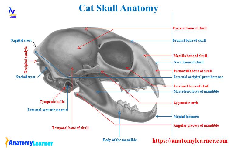 Cat skull anatomy